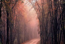 巴西代表团迎来亮眼表现，实力渐显